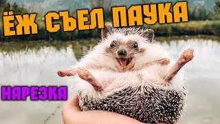 Ёжик съел паука ! \ Нарезка \ Crossout
