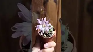 Gymno flowering Gymnocalycium Damsii Small cactus Цветение июль'21