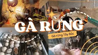Gà rừng nuôi sinh sản tại nhà || Gà rừng Tây bắc #gàrừng #gàrừnggáy #nuoigarung
