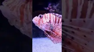 Relaxing video