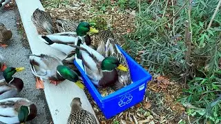 Drake and Daisy Sharing the Bucket  🦆🪣🦆
