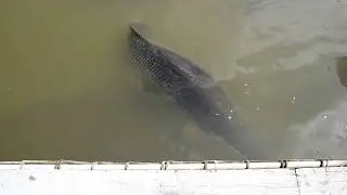 что за крокадилы