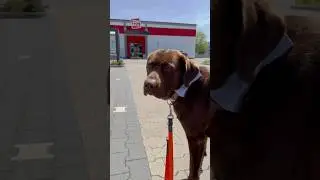 Sam 🐶 meets friends while shopping ❤️ 