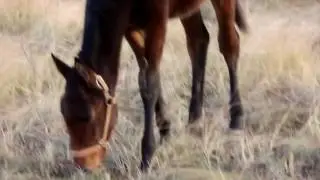 Орловские Рысаки пасутся на лужайке! 2