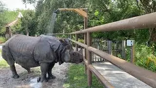 PJ, the rhino, using his  new shower to cool off.