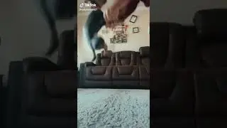 пёсик скачет #Shorts
