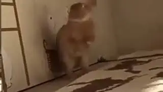 Зайчик танцует!!!