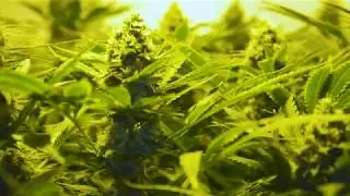 THC BioMed Lesotho Marketing Video | Sound Idea Digital