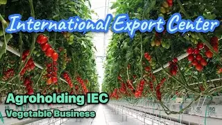 Business on vegetables. Greenhouse complexes. Agroholding IEC. Agricultural industry. Agribusiness.