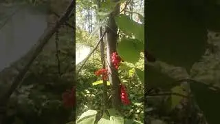 Осенний лес...