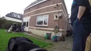 Gopro Fetch harness quick test on Dobermann
