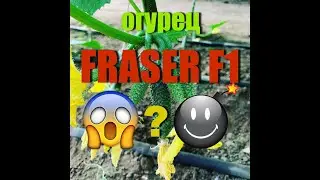 Огурец FRASER от компании SAKATA