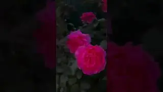 цветут 🌹 розы НАЧАЛОСЬ,но ещё не все