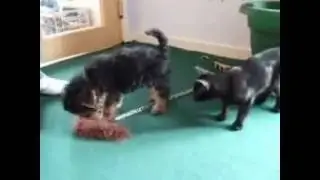 Pharaoh meets Terry