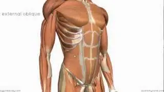 Layers of the Abdominal Wall