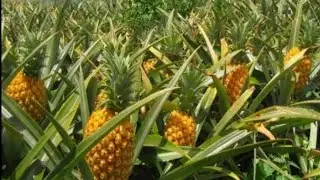 Awesome Pineapple Cultivation||harvesting process & pineapple fruit juice production