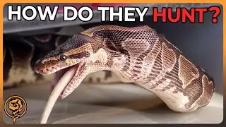 How do Ball Pythons Hunt? - Frozen Thawed Feeding! (Halloween Special)