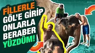 Hayatınızda Hiç Fille Yüzdünüz Mü ? Bakın Nasıl Canlılar !!!!