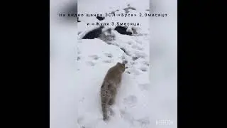 Воспитание щенка ЗАПАДНОСИБИРСКОЙ ЛАЙКИ