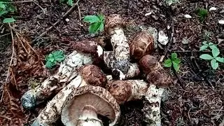 Первые в сезоне грибы мацутаке, лето 2023 г.