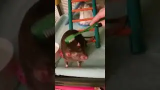 Почесуньки