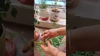 How to make curry leaf plant dense 