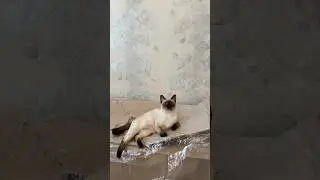купила котам диван #кошка #кот #настроение