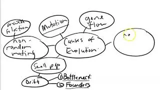 Causes of Evolution