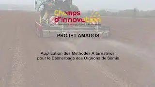 AMADOS : Des techniques de désherbage alternatives pour réduire les herbicides en culture d’oignons