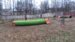 айва 3