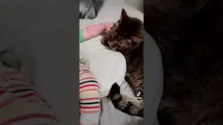 Cat Loves Baby