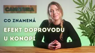Efekt doprovodu u KONOPÍ: co jsou to terpeny a flavonoidy a jak interagují s kanabinoidy?