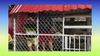 2 chó con
