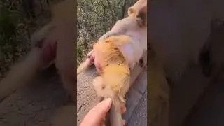 monkey entertain him or her self