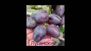 #ВиноградникЕлисеевых формы Криули С.И.  на нашем винограднике
