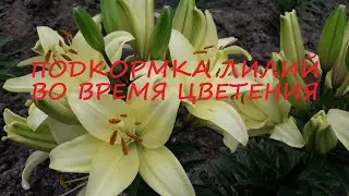 Feeding Blooming Lilies. How to Prune After Flowering?