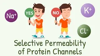 Why Channels Allow Some Ions but not the Others? || Selective Permeability of Protein Channels