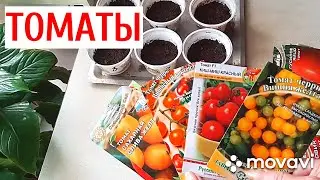 ПОМИДОРЫ НА ПОДОКОННИКЕ: Непасынкующиеся томаты | РАССАДА ТОМАТОВ | Моя дача в Хабаровске