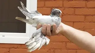 Вывода, июнь-июль! Узбекские двухчубые голуби. 7.09.2024г.
