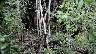 How to escape from an angry elephant in Gabon