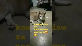 Nagtatampo ang bata#husky #dog #doglover #shortvideo #bunso Ego