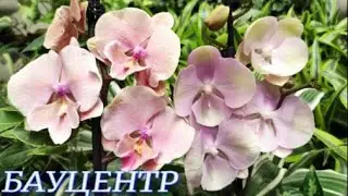 №639/ ШИКАРНАЯ поставка ОРХИДЕЙ в БАУЦЕНТРЕ на Селезнёва