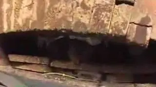 Chain Forge