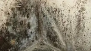Как избавиться от грибка на стенах