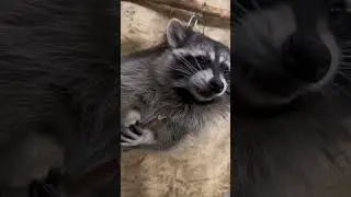 Ночной дожор у енотов…🍫