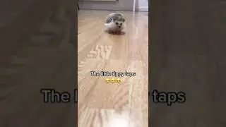 Hedgehog the little taps Cute moments 🥰✨