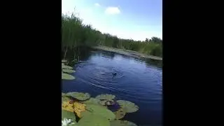 Щуке по вкусу Воблеры!