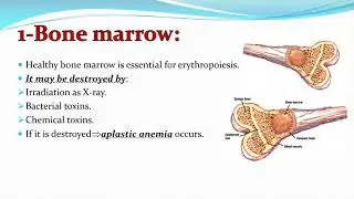 Lecture 1: function of RBCs