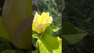 ❤🌲Красивые хвойные растения | Telegram: https://t.me/love_is_hvoiny_dvorik