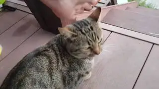 КОТИКИ И КОШЕЧКИ.// РАЗБОРКИ С СОСЕДСКИМ КОТОМ.